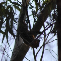 Pteropus poliocephalus at Moruya, NSW - suppressed