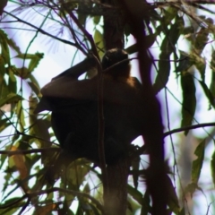 Pteropus poliocephalus at Moruya, NSW - suppressed