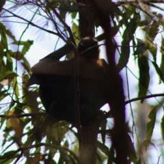 Pteropus poliocephalus at Moruya, NSW - 24 Jan 2020