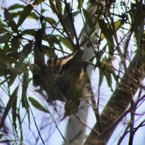 Pteropus poliocephalus at Moruya, NSW - suppressed