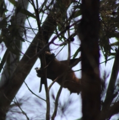 Pteropus poliocephalus at Moruya, NSW - 24 Jan 2020