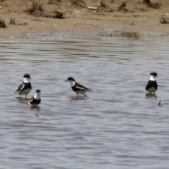 Erythrogonys cinctus at Fyshwick, ACT - 24 Jan 2020