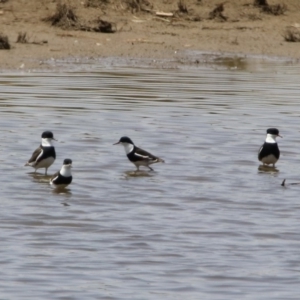 Erythrogonys cinctus at Fyshwick, ACT - 24 Jan 2020