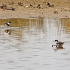 Erythrogonys cinctus at Fyshwick, ACT - 24 Jan 2020