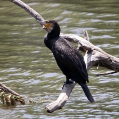 Phalacrocorax carbo (Great Cormorant) at Fyshwick, ACT - 24 Jan 2020 by RodDeb