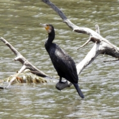 Phalacrocorax carbo at Fyshwick, ACT - 24 Jan 2020