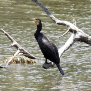 Phalacrocorax carbo at Fyshwick, ACT - 24 Jan 2020