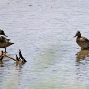 Stictonetta naevosa at Fyshwick, ACT - 24 Jan 2020