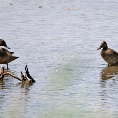 Stictonetta naevosa (Freckled Duck) at Fyshwick, ACT - 24 Jan 2020 by RodDeb