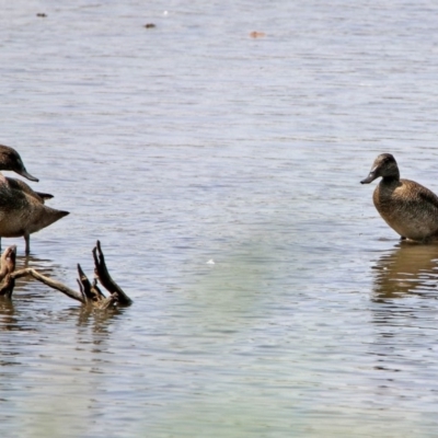 Stictonetta naevosa (Freckled Duck) at Jerrabomberra Wetlands - 24 Jan 2020 by RodDeb
