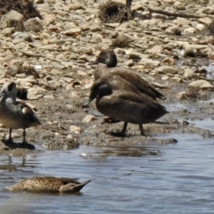 Stictonetta naevosa at Fyshwick, ACT - 24 Jan 2020