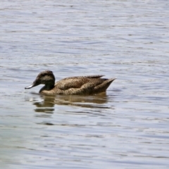 Stictonetta naevosa at Fyshwick, ACT - 24 Jan 2020