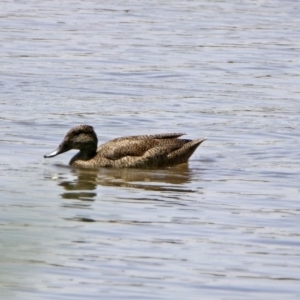 Stictonetta naevosa at Fyshwick, ACT - 24 Jan 2020