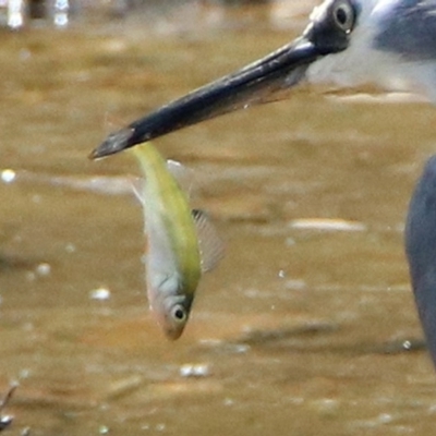 Perca fluviatilis (Redfin) at Fyshwick, ACT - 24 Jan 2020 by RodDeb