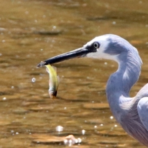 Perca fluviatilis at Fyshwick, ACT - 24 Jan 2020