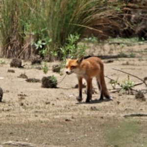 Vulpes vulpes at Fyshwick, ACT - 24 Jan 2020 01:04 PM