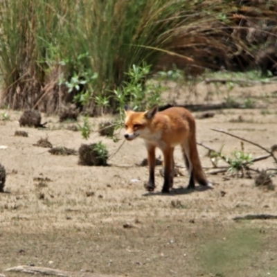 Vulpes vulpes (Red Fox) at Jerrabomberra Wetlands - 24 Jan 2020 by RodDeb
