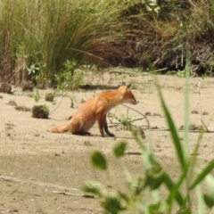 Vulpes vulpes at Fyshwick, ACT - 24 Jan 2020