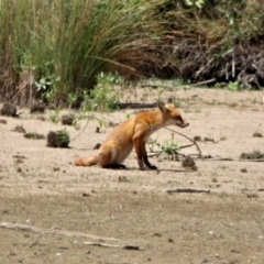 Vulpes vulpes at Fyshwick, ACT - 24 Jan 2020 01:04 PM