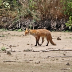 Vulpes vulpes at Fyshwick, ACT - 24 Jan 2020