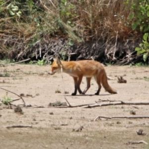 Vulpes vulpes at Fyshwick, ACT - 24 Jan 2020 01:04 PM