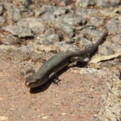 Lampropholis delicata (Delicate Skink) at Acton, ACT - 24 Jan 2020 by Christine