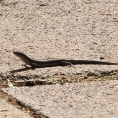 Lampropholis delicata at Acton, ACT - 25 Jan 2020