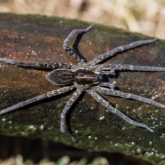 Dolomedes sp. (genus) (Fishing spider) at Forde, ACT - 22 Jan 2020 by dannymccreadie