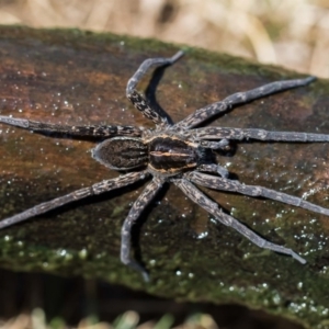 Dolomedes sp. (genus) at Forde, ACT - 22 Jan 2020