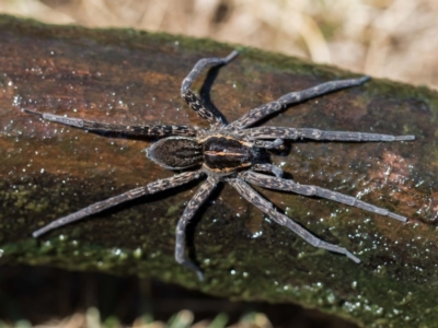 Dolomedes (genus) (Fishing spider) at Forde, ACT - 22 Jan 2020 by dannymccreadie