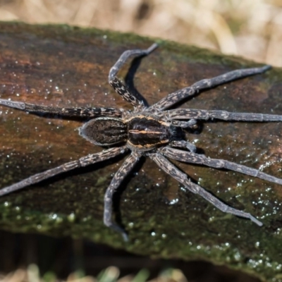 Dolomedes (genus) (Fishing spider) at Forde, ACT - 22 Jan 2020 by dannymccreadie