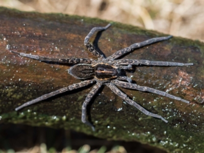 Dolomedes sp. (genus) (Fishing spider) at Forde, ACT - 21 Jan 2020 by dannymccreadie