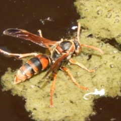 Polistes (Polistella) humilis (Common Paper Wasp) at ANBG - 25 Jan 2020 by Christine
