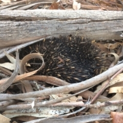 Tachyglossus aculeatus (Short-beaked Echidna) at Hughes, ACT - 25 Jan 2020 by KL