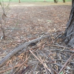 Tachyglossus aculeatus at Hughes, ACT - 25 Jan 2020