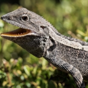 Amphibolurus muricatus at Forde, ACT - 24 Jan 2020