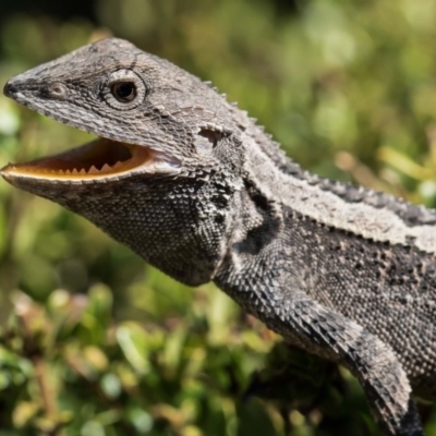 Amphibolurus muricatus (Jacky Lizard) at Forde, ACT - 24 Jan 2020 by dannymccreadie