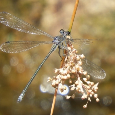 Austroargiolestes icteromelas (Common Flatwing) at ANBG - 25 Jan 2020 by Christine