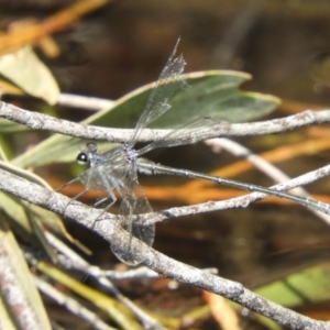 Austroargiolestes icteromelas at Acton, ACT - 25 Jan 2020