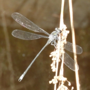 Austroargiolestes icteromelas at Acton, ACT - 25 Jan 2020