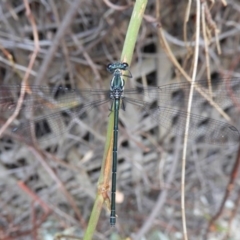 Austroargiolestes icteromelas (Common Flatwing) at ANBG - 25 Jan 2020 by Christine