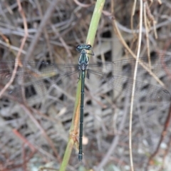 Austroargiolestes icteromelas (Common Flatwing) at Acton, ACT - 25 Jan 2020 by Christine