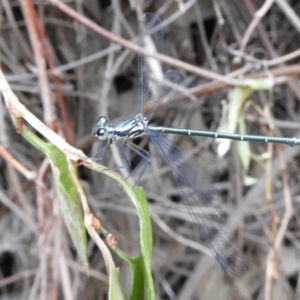 Austroargiolestes icteromelas at Acton, ACT - 25 Jan 2020 11:24 AM