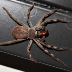 Neosparassus sp. (genus) (Unidentified Badge huntsman) at Wanniassa, ACT - 25 Jan 2020 by JohnBundock