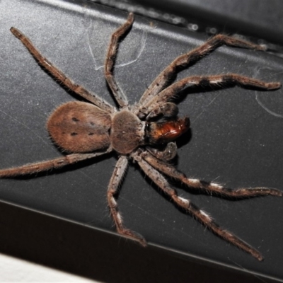 Neosparassus sp. (genus) (Badge huntsman) at Wanniassa, ACT - 25 Jan 2020 by JohnBundock