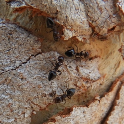 Crematogaster sp. (genus) (Acrobat ant, Cocktail ant) at Black Mountain - 25 Jan 2020 by Christine