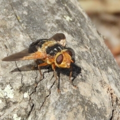 Microtropesa sp. (genus) (Tachinid fly) at Hackett, ACT - 25 Jan 2020 by Christine