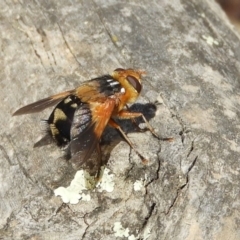 Microtropesa sp. (genus) at Hackett, ACT - 25 Jan 2020