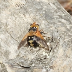 Microtropesa sp. (genus) at Hackett, ACT - 25 Jan 2020