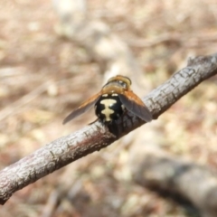 Microtropesa sp. (genus) at Hackett, ACT - 25 Jan 2020